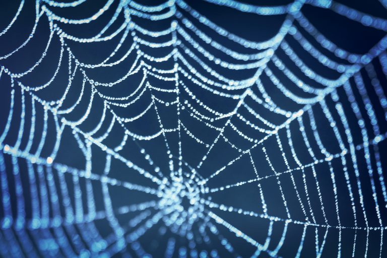 Spider_silk_image BWScience